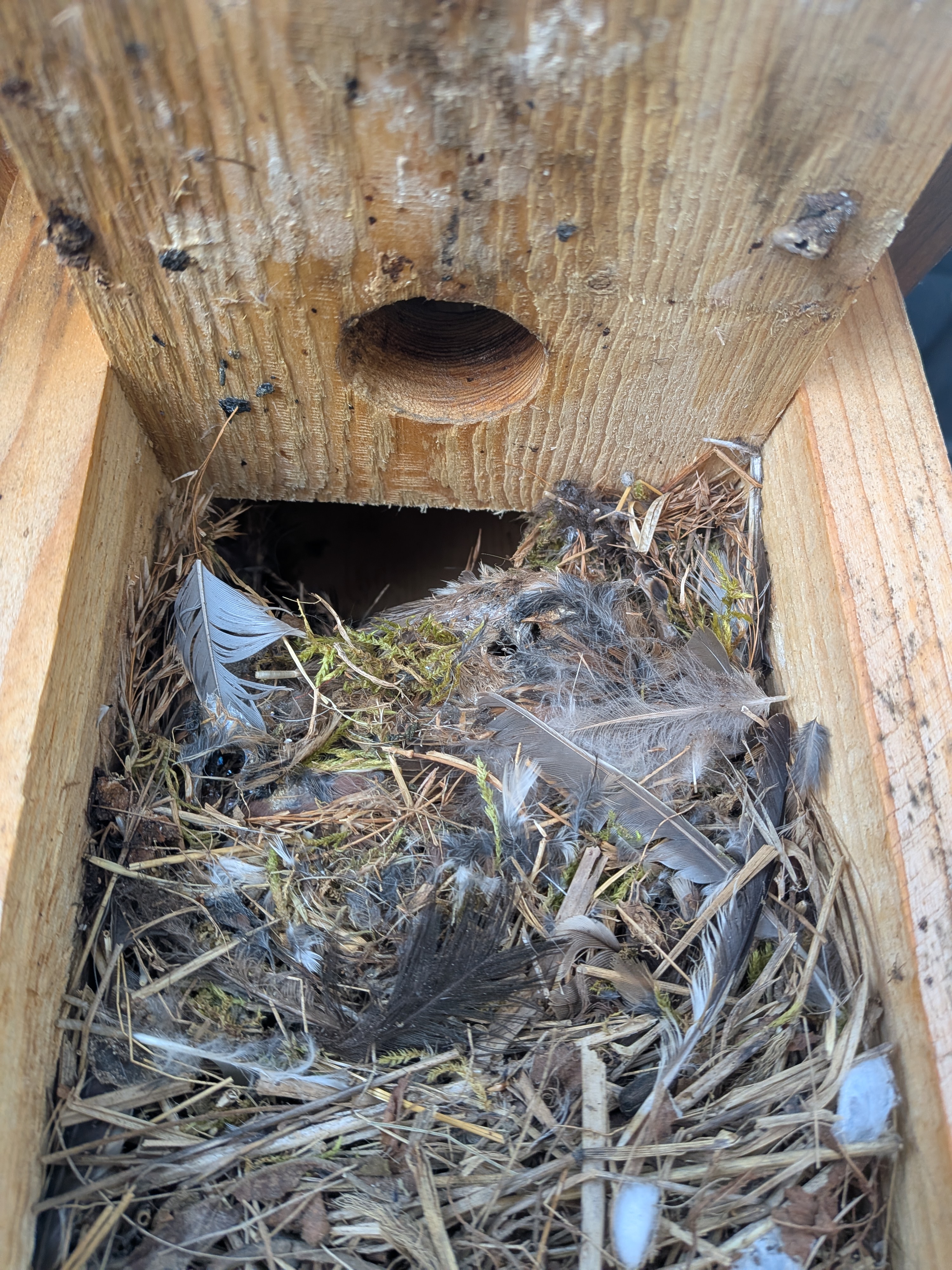 Nistkasten 1