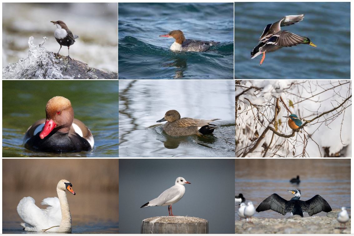 Wasservogelexkursion