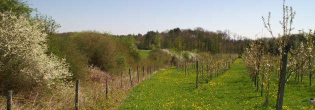 Obstgarten Griesbach