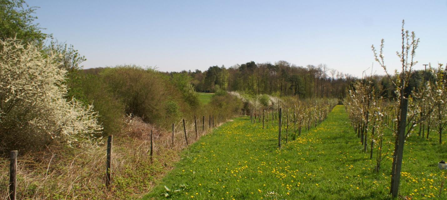 Obstgarten Griesbach